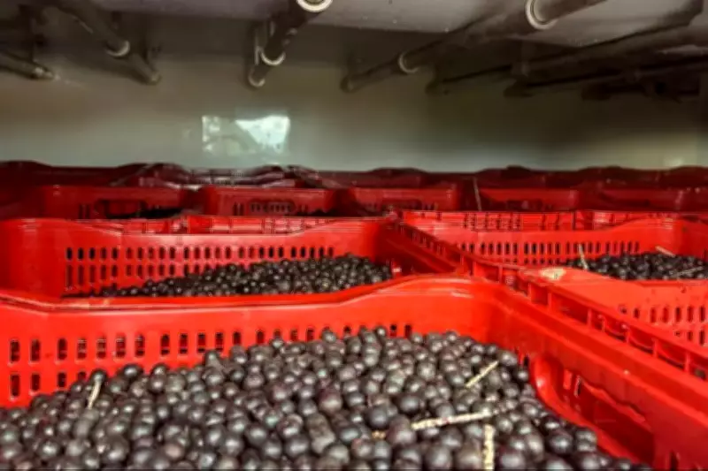 Fiscais apreendem 16 toneladas de açaí em operação que revela fraude fiscal no Pará