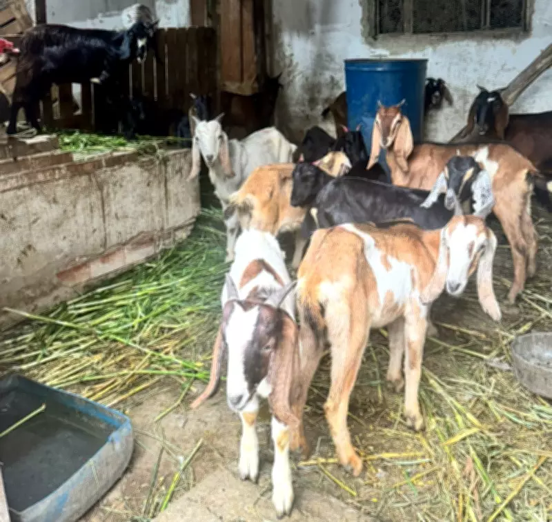 Fiscalização em Volta Redonda identifica maus-tratos e irregularidades no manejo de animais
