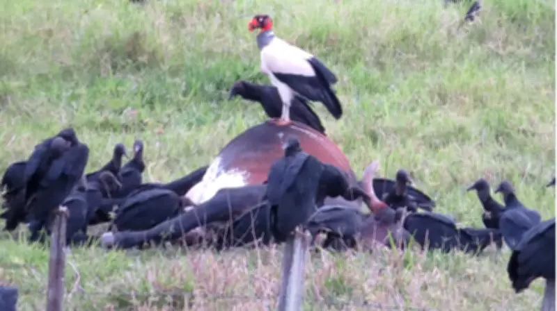 Flagrante em Bebedouro revela hierarquia entre urubu-rei e urubus-pretos em cena rara