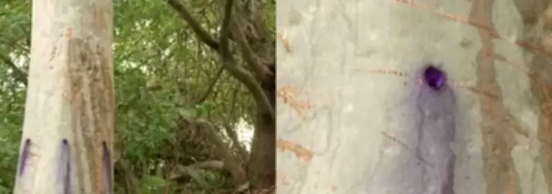 Florianópolis investiga envenenamento de árvores no Parque Ilha das Conchas