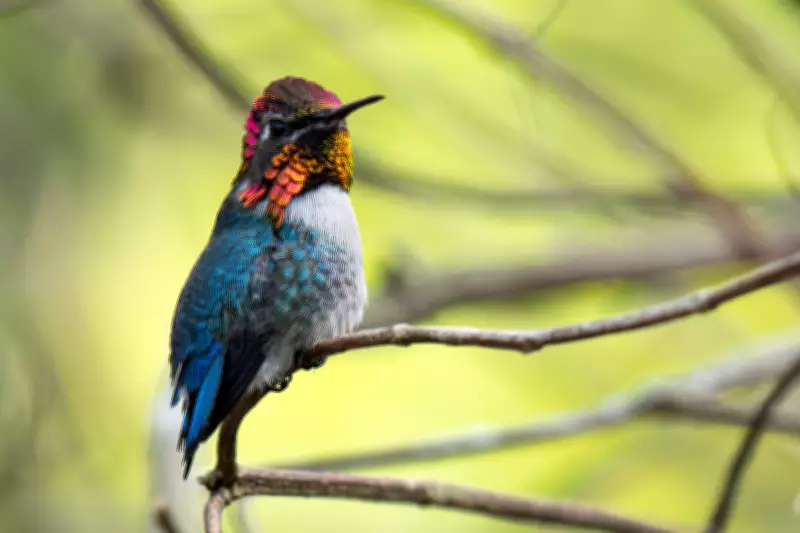 Fotógrafo brasileiro registra aves raras em Cuba, incluindo a menor do mundo