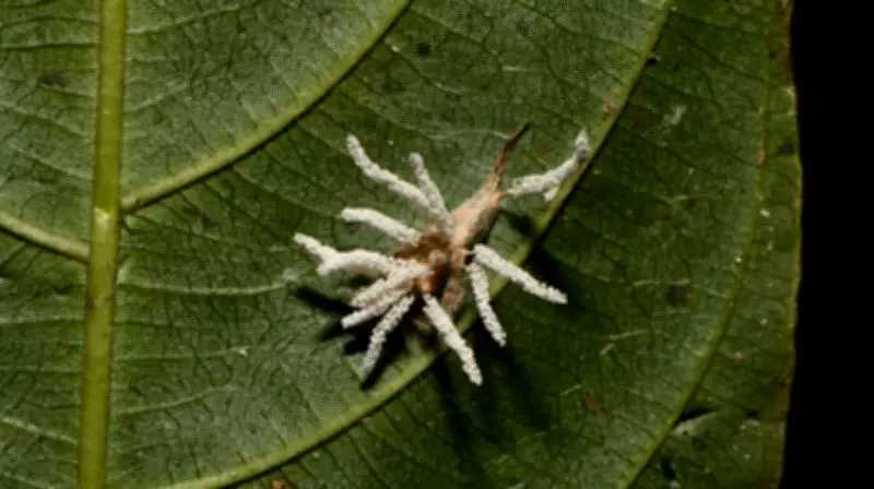 Fungo 'zumbi' inédito é descoberto parasitando aranhas no campus da UFV em Minas Gerais