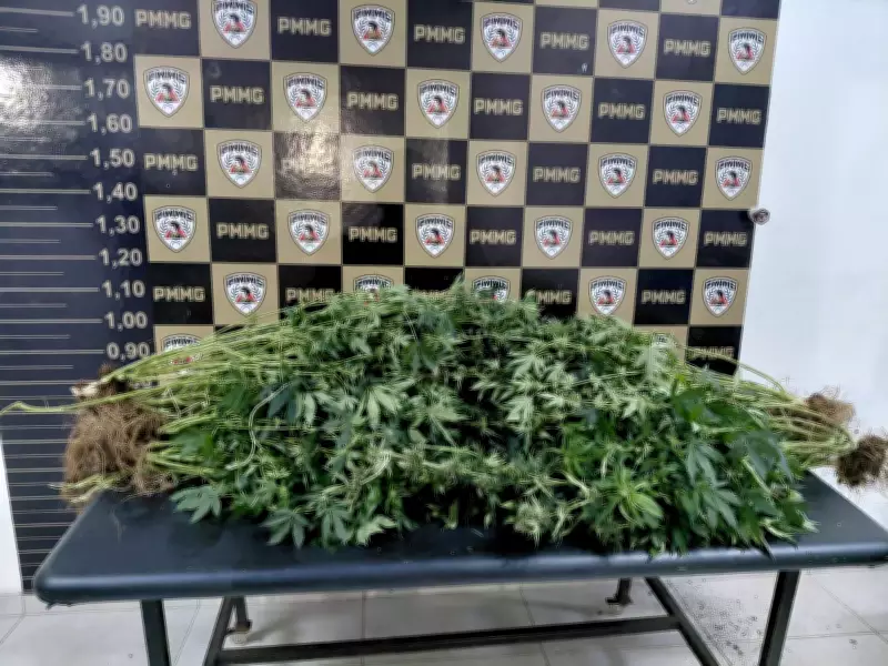 Furto de celular em consulta médica revela cultivo de maconha e leva à prisão de mãe e filho em Uberlândia