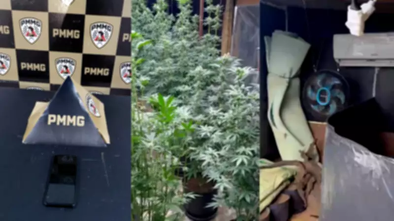 Furto de celular leva polícia a estufa de maconha e prisão de mãe e filho em Uberlândia