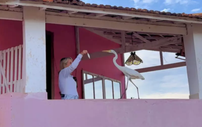 Garça Gilda cria rotina e come peixe na mão em pousada às margens do Lago de Furnas
