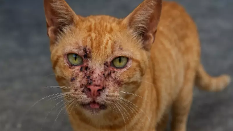 Gato com esporotricose é confirmado em Araraquara; tutora tem suspeita
