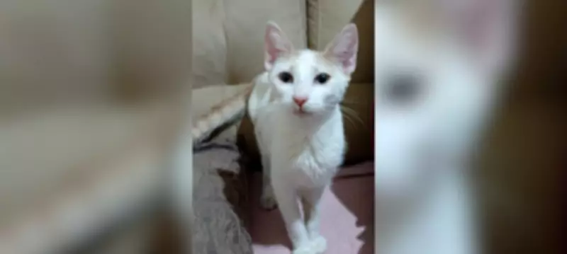 Gato de apoio emocional fica preso 14 horas em tubulação até ser resgatado em Araxá