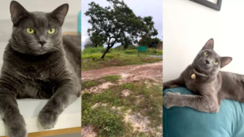 Gato desaparece após acidente na BR-316 no Piauí e família oferece recompensa de R$ 2 mil