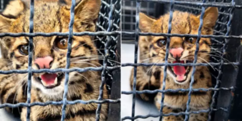Gato-do-mato é resgatado embaixo de carro em condomínio de Mogi das Cruzes