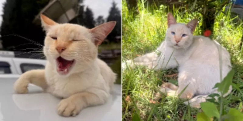 Gato Gordo é mascote da TV Diário há 8 anos e conquista redação