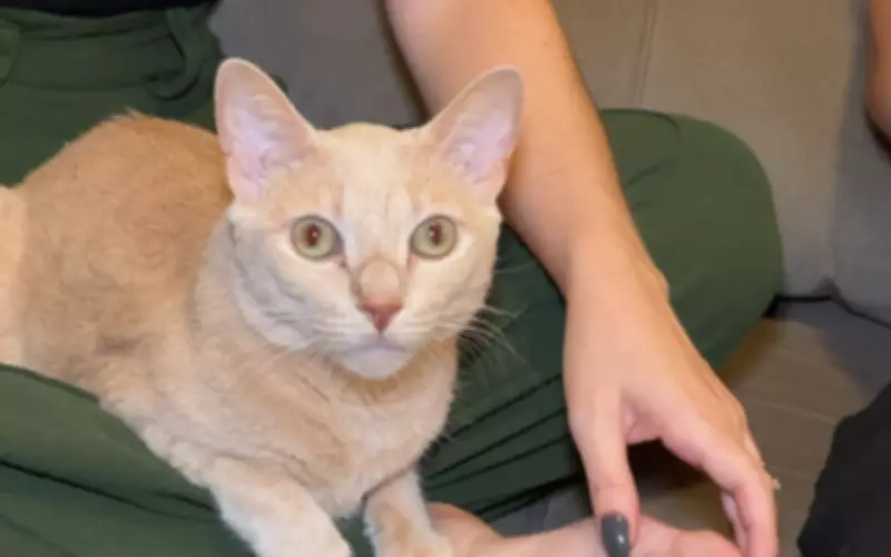 Gatos laranjas são realmente mais bagunceiros? Especialista e tutores explicam a fama de 'agentes do caos'