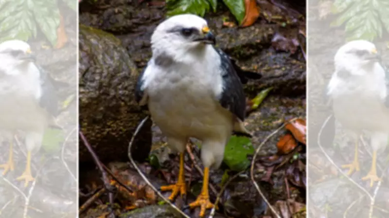 Gavião-pombo-pequeno, espécie vulnerável, é filmado em comportamento raro no solo da Mata Atlântica