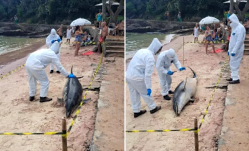 Golfinho é encontrado morto na Praia da Azeda em Búzios; necropsia investiga causas