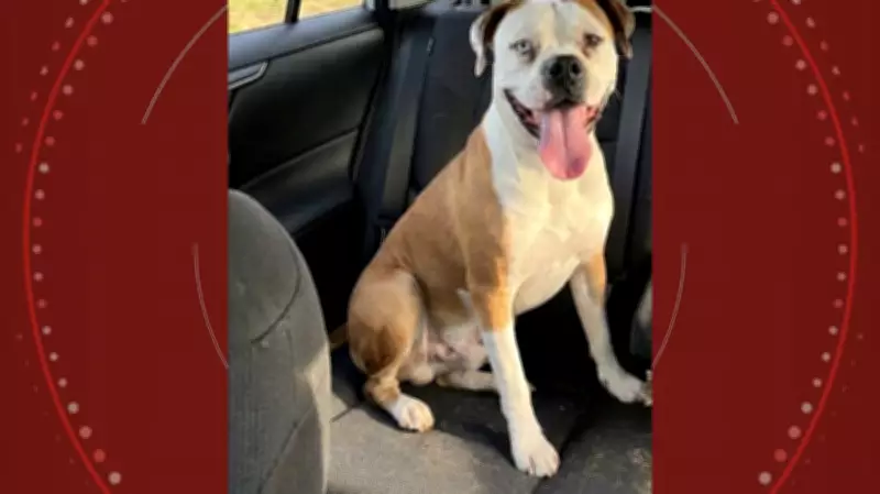 Golpista usa IA para criar foto de cachorra perdida e rouba R$ 600 de família