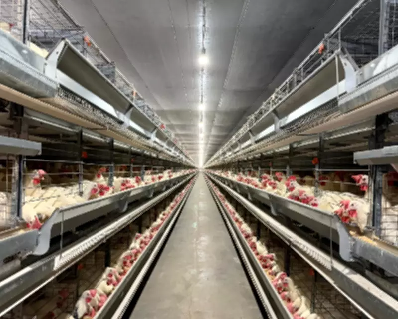 Grupo Canel investe R$ 33 milhões em irrigação e verticalização no Piauí