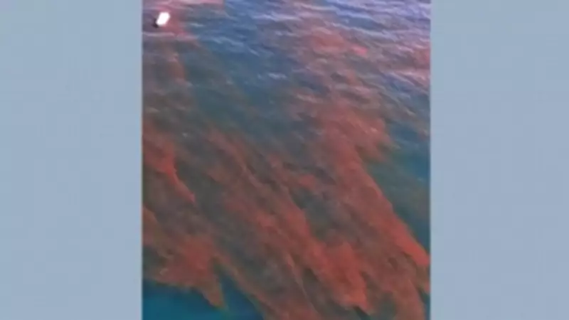 Água vermelha em praias de Ilhabela é causada por microrganismo não tóxico, diz Cetesb