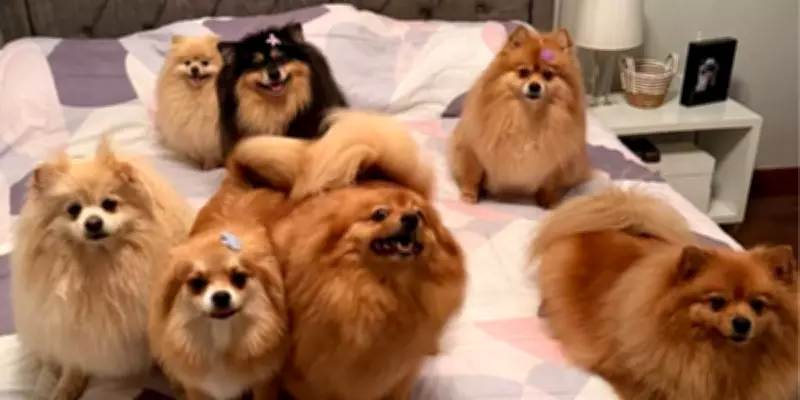 Guarda compartilhada de pets: casal divide 7 cães após separação em Bauru