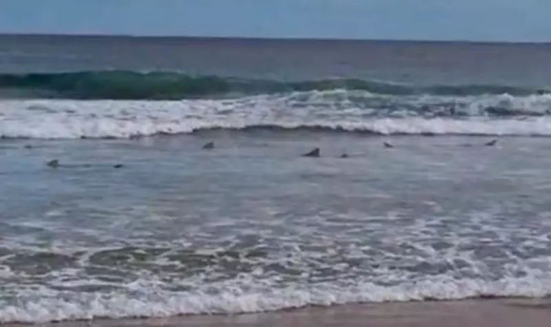 Guarda-vidas registra 18 barbatanas de tubarões em Fernando de Noronha