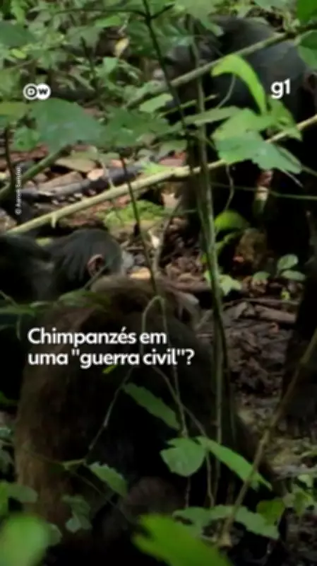 Guerra civil entre chimpanzés em Uganda deixa 28 mortos em conflito histórico