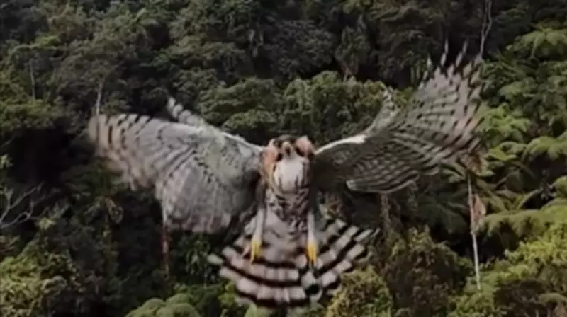 Águia-de-penacho ataca drone durante monitoramento ambiental na Colômbia