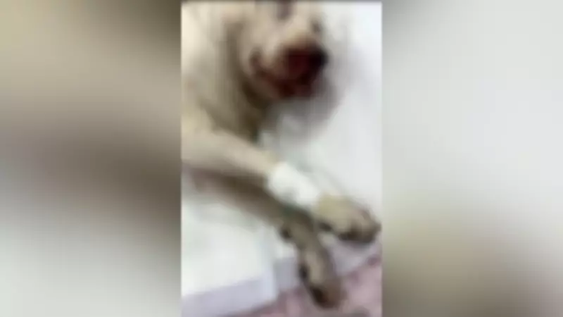 Homem é autuado em R$ 5,9 mil por matar pit bull com pauladas em Uberlândia
