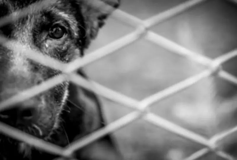 Homem é condenado a 3 anos por maus-tratos a cães em Campo Grande