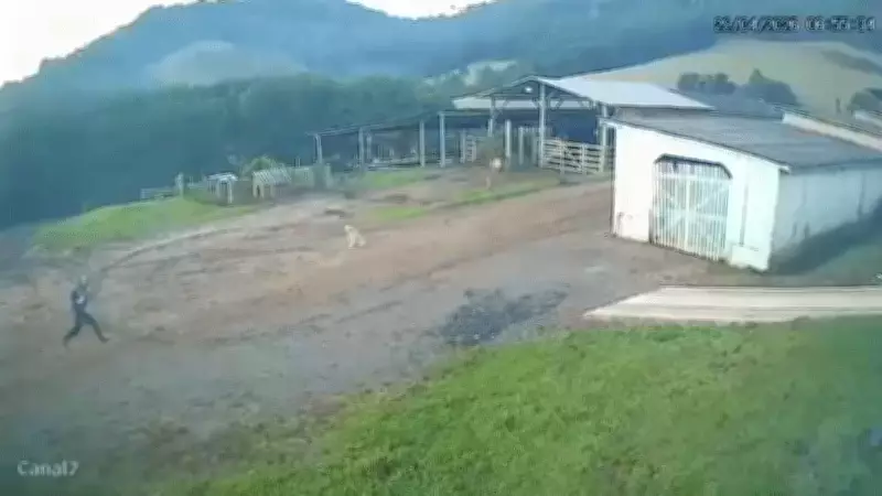 Homem escapa de ataque de javali em fazenda na serra de Santa Catarina