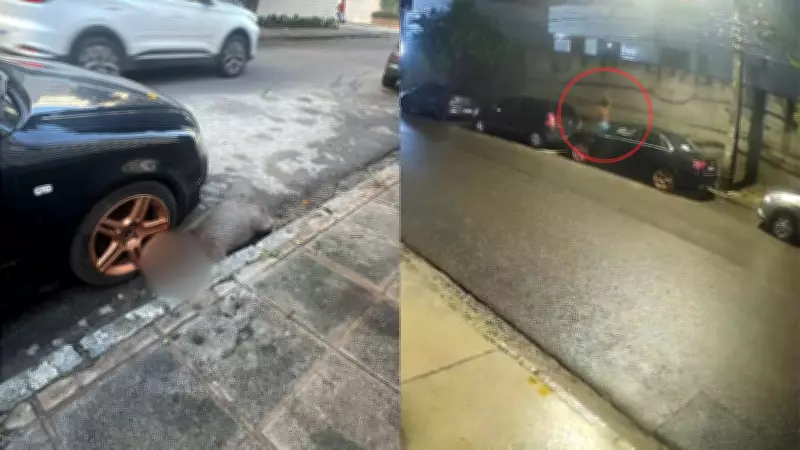 Homem espanca capivara até a morte em Boa Viagem, Recife; caso choca moradores