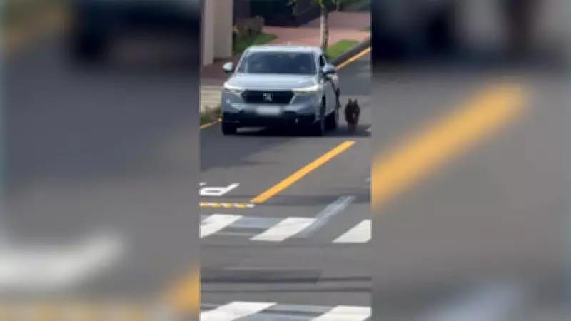 Homem é flagrado arrastando cachorro ao lado de carro em Ponta Grossa; vizinhos relatam frequência