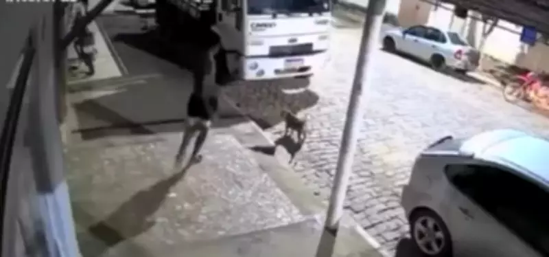 Homem é investigado por agredir cachorro com pedrada no focinho em Tombos