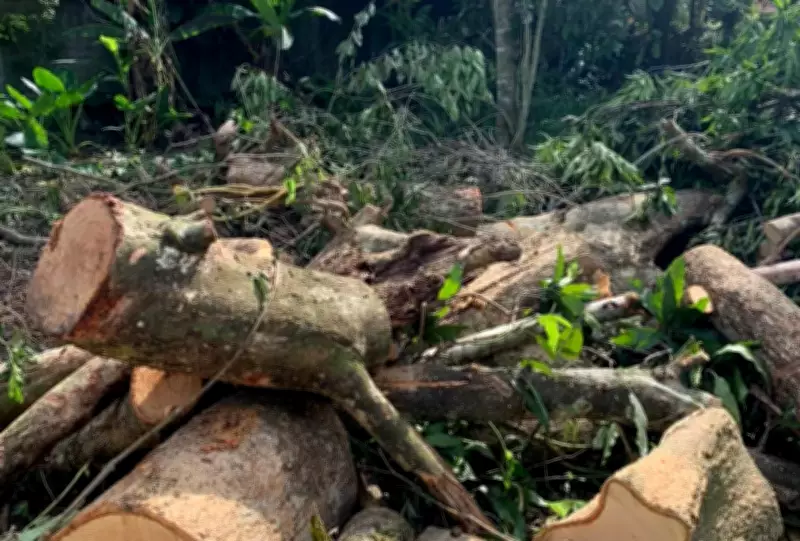 Homem morre após acidente durante remoção de árvore em Maracaju, Mato Grosso do Sul