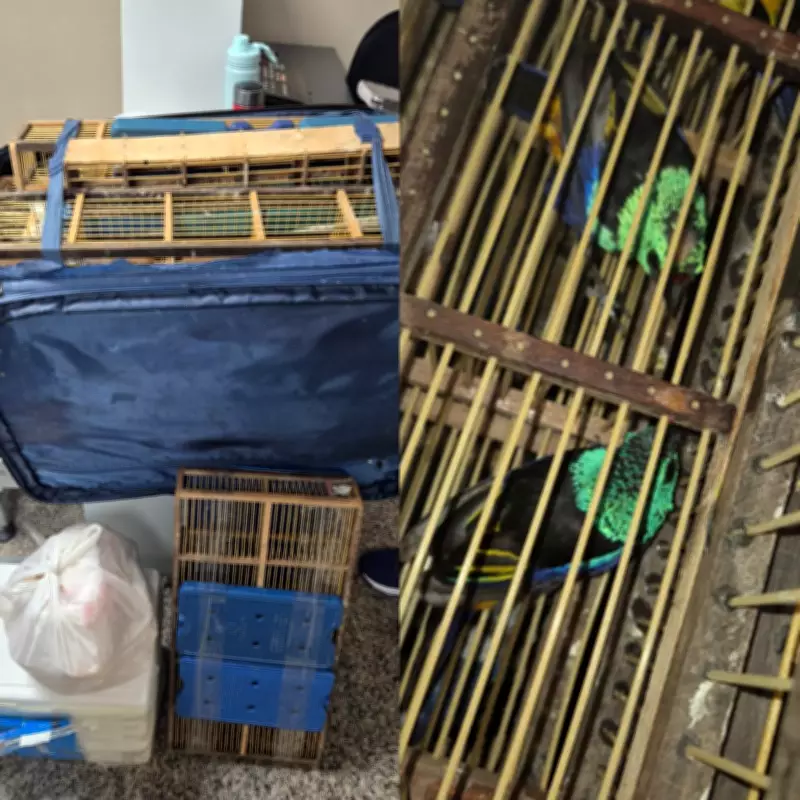 Homem é preso ao tentar embarcar com 42 pássaros silvestres em mala no aeroporto de Maceió