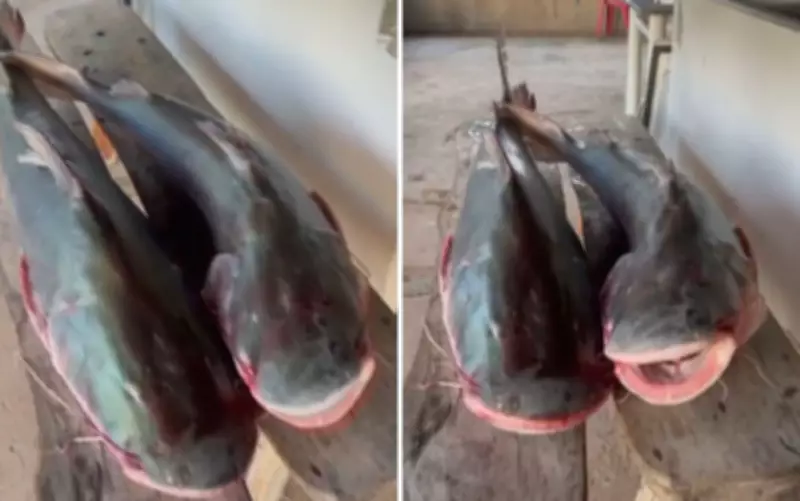 Homem preso em Goiás por guardar duas piraíbas gigantes em freezer