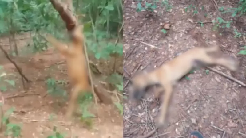 Homem é preso por enforcar cachorro em árvore no Piauí; crime foi denunciado nas redes sociais