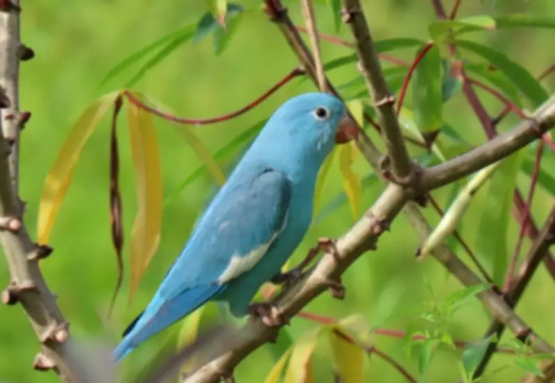 Ibama registra periquito-de-encontro-amarelo azul por cianismo raro no Tocantins