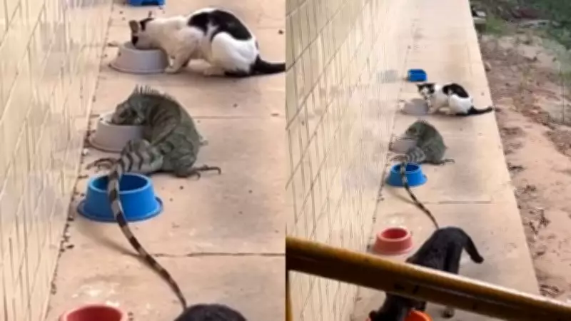 Iguana divide ração com gatos em campus universitário do Piauí em cena inusitada