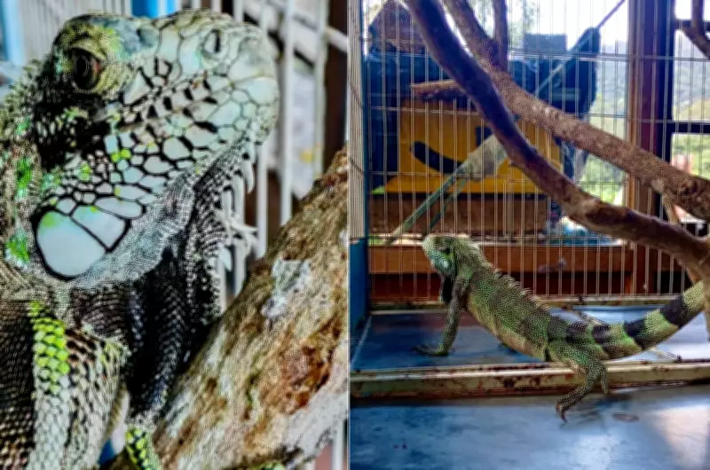 Iguana é resgatada no Lago do Quitandinha em Petrópolis após dias solta