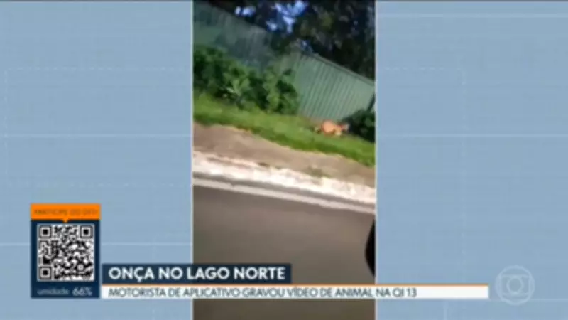 Incêndio de Grandes Proporções Devasta Área de Preservação no Distrito Federal