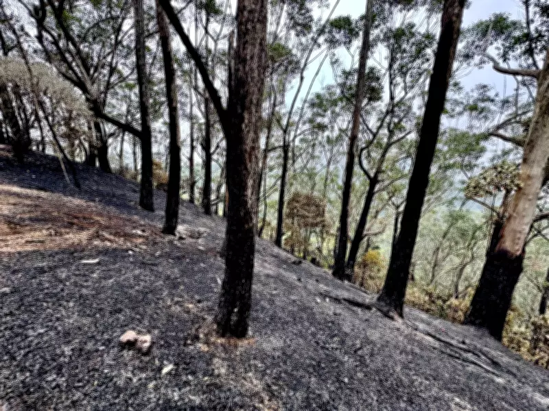 Incêndio na Floresta da Tijuca causado por balão destrói 24 mil m² de mata