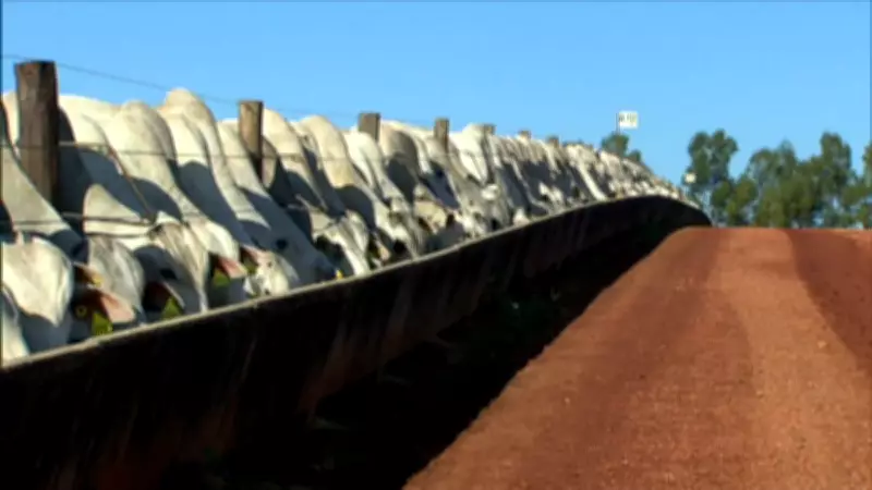 Indústria de rações brasileira projeta produção de 97 milhões de toneladas em 2026