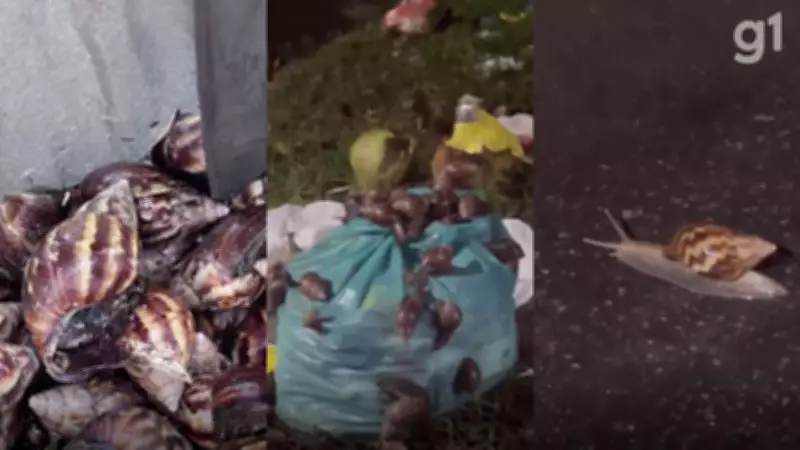Infestação de caramujos africanos preocupa moradores em São Luís