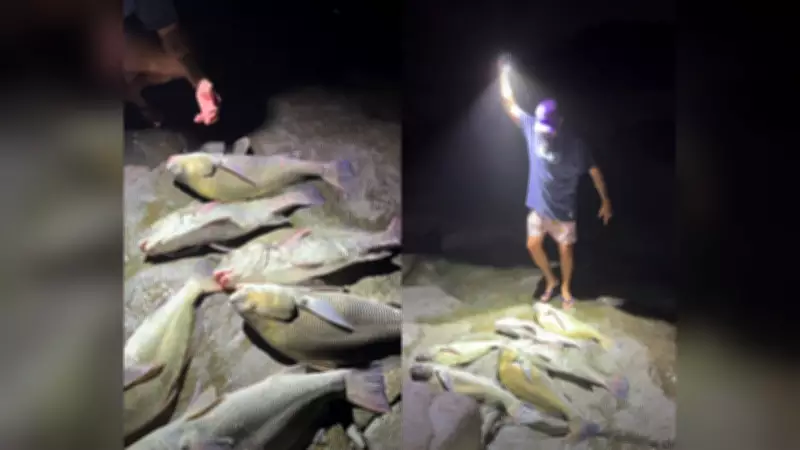 Influenciador de Florianópolis multado em R$ 60 mil por pescar peixes ameaçados de extinção