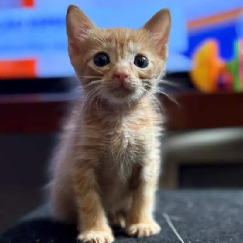 Inteligência Artificial Decodifica a Linguagem dos Animais: Do Desafio Dolittle aos Elefantes