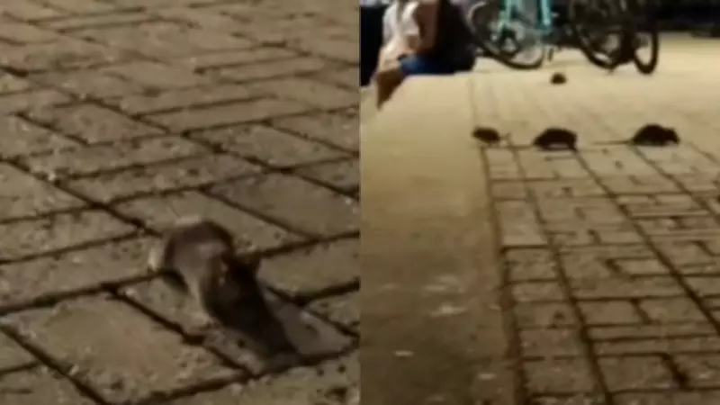 Invasão de ratos na Beira-Mar de Fortaleza gera alerta sanitário e preocupa moradores