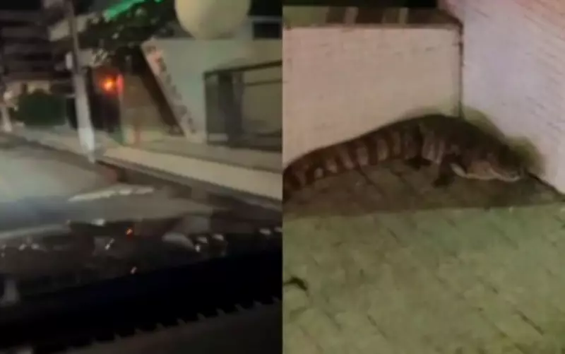 Jacaré é capturado após ser avistado em avenida movimentada da Zona Sul de Aracaju