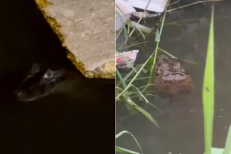 Jacaré-de-papo-amarelo assusta moradores em canal de São Vicente, litoral de SP