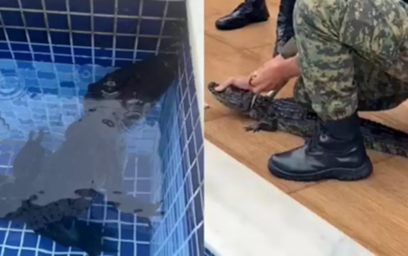 Jacaré invade piscina de condomínio em Aldeia após fortes chuvas no Grande Recife