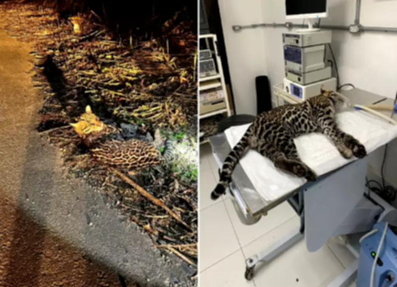 Jaguatirica atropelada na RJ-116 é resgatada com sucesso e se recupera bem em Cantagalo