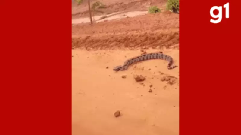 Jiboia ataca carro em estrada rural de Brasnorte e vídeo do susto viraliza