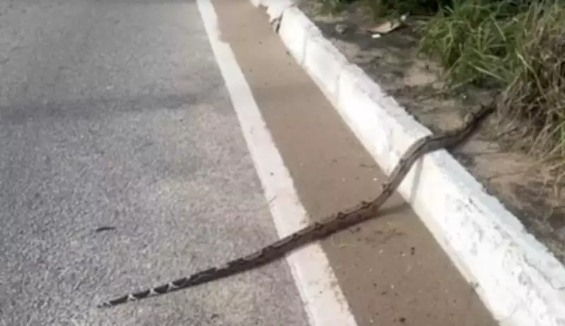 Jiboia atravessa Via Costeira em Natal e mobiliza motoristas para proteção
